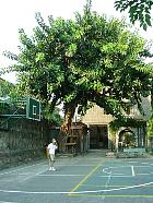 Manille - Ficus gant