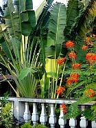 Manille - Arbre du voyageur, Caesalpinia pulcherrima