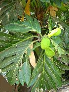 Philippines - Arbre  pain