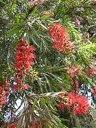 Philippines - Callistemon