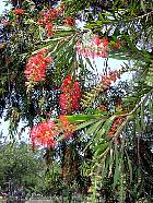 Philippines - Callistemon