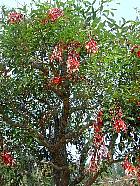 Philippines - Callistemon