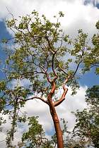 Pinar del Rio, Viales - Gommier Rouge