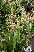 Pinar del Rio, Viales - Manguier