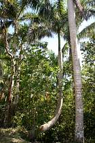 Pinar del Rio, Viales - Palmier Royal