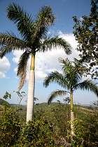 Pinar del Rio, Viales - Palmier Royal