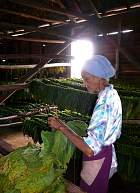 Pinar del Rio, Viales - Tabac