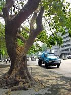 Manille - Pterocarpus indicus