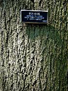 Brooklyn Garden - Quercus palustris
