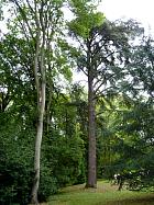 Le Désert de Retz - Frne, cdre