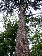 Le Désert de Retz - Cdre