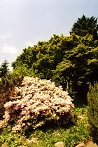 Brooklyn Garden - Rhododendron