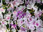 Brooklyn Garden - Rhododendron