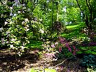 Brooklyn Garden - Rhododendron Janet Blair