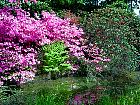 Rhododendrons hybrides au Parc Floral (Paris)  - 