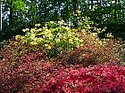 Rhododendrons hybrides au Parc Floral (Paris)  - 
