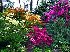 Rhododendrons hybrides au Parc Floral (Paris)  - 