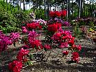 Rhododendrons hybrides au Parc Floral (Paris)  - 