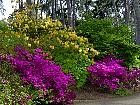 Rhododendrons hybrides au Parc Floral (Paris)  - 