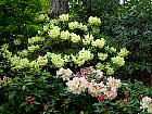Rhododendrons hybrides au Parc Floral (Paris)  - 