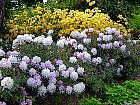 Rhododendrons hybrides au Parc Floral (Paris)  - 