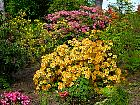 Rhododendrons hybrides au Parc Floral (Paris)  - 