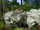 Rhododendrons hybrides au Parc Floral (Paris)  - 