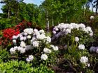 Rhododendrons hybrides au Parc Floral (Paris)  - 