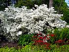 Rhododendrons hybrides au Parc Floral (Paris)  - 