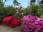 Rhododendrons hybrides au Parc Floral (Paris)  - 