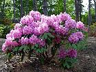 Rhododendrons hybrides au Parc Floral (Paris)  - 