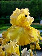 iris - Rustic cedar