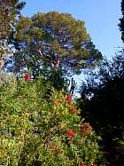 Villa Ephrussi - Rince-bouteille