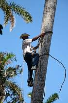 Santa-Clara - Rcolte d'un palmier