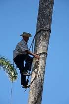 Santa-Clara - Rcolte d'un palmier