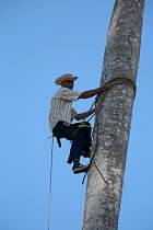 Santa-Clara - Rcolte d'un palmier