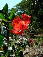 Santiago de Cuba - Hibiscus
