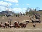 Santiago de Cuba - Hipparion