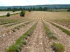 Ventoux, Sault - 