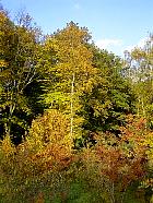 Parc de Sceaux - Bouleaux