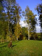 Parc de Sceaux - Bouleaux