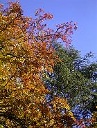 Parc de Sceaux - Sorbier