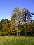 Parc de Sceaux - Tulipier