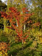 Parc de Sceaux - Zelkova