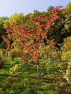 Parc de Sceaux - Zelkova