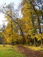 Parc de Sceaux - rables planes