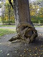 Parc de Sceaux - Glycine autour d'un pin laricio