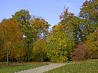 Parc de Sceaux - Orme (centre), cornus mas (droite)