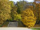 Parc de Sceaux - Platane, Oranger des Osages, Érable champêtre