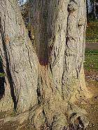 Parc de Sceaux - Robinier